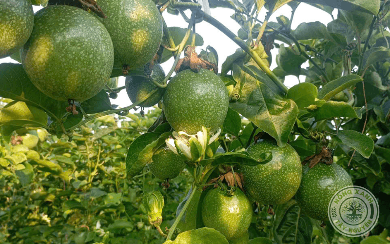 Bón phân chanh dây