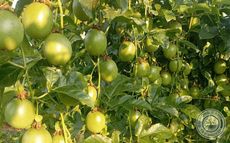 Bón phân cho chanh dây