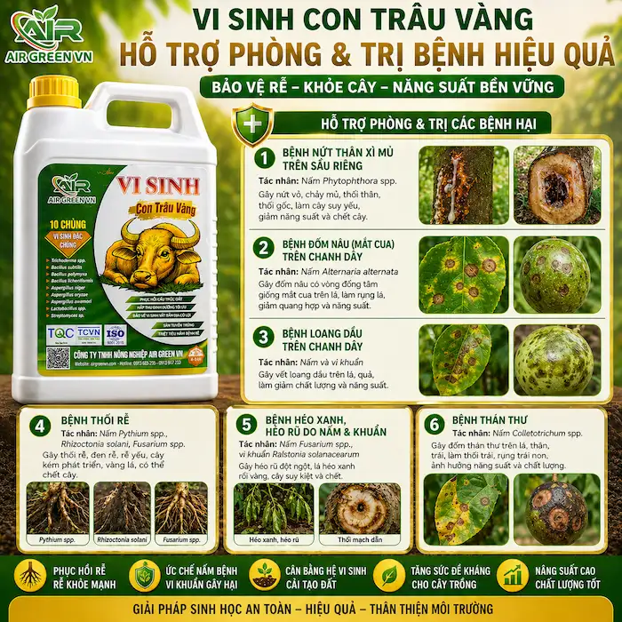 Vi sinh con trâu Vàng