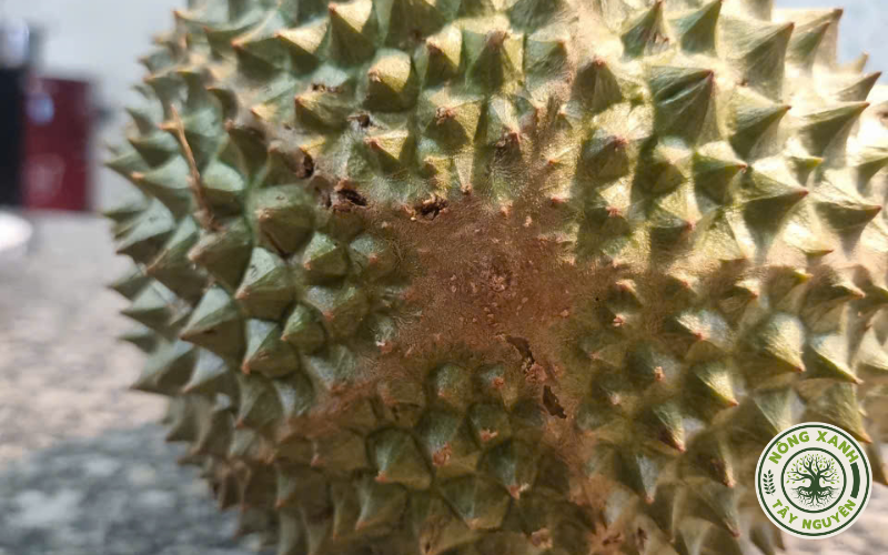 Cách chọn sầu riêng Musang King