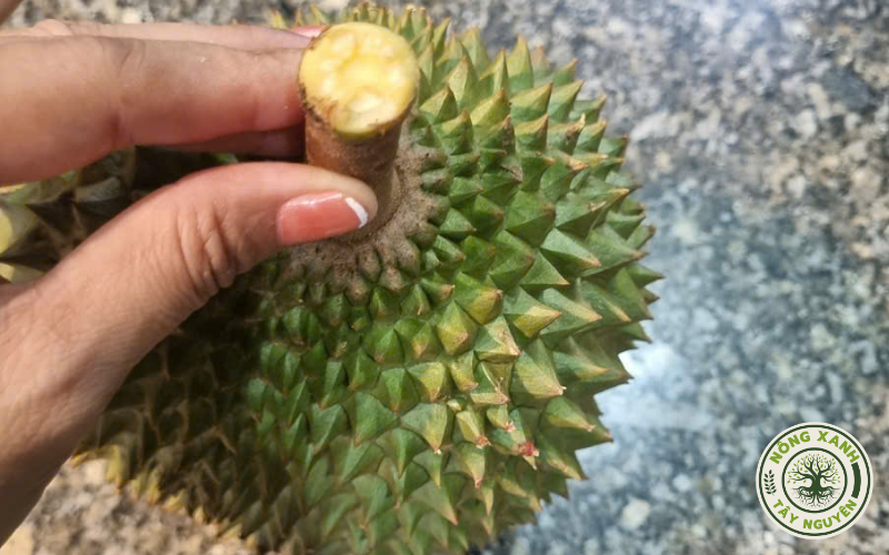 Cách chọn sầu riêng Musang King