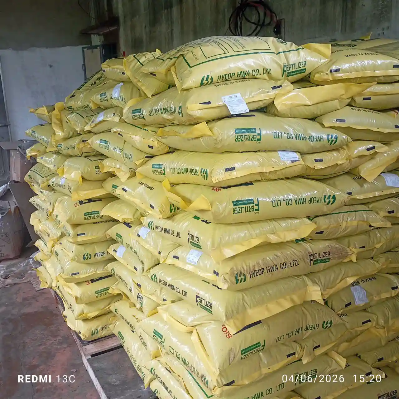 Phân Silic hàn Quốc tăng sức đề kháng