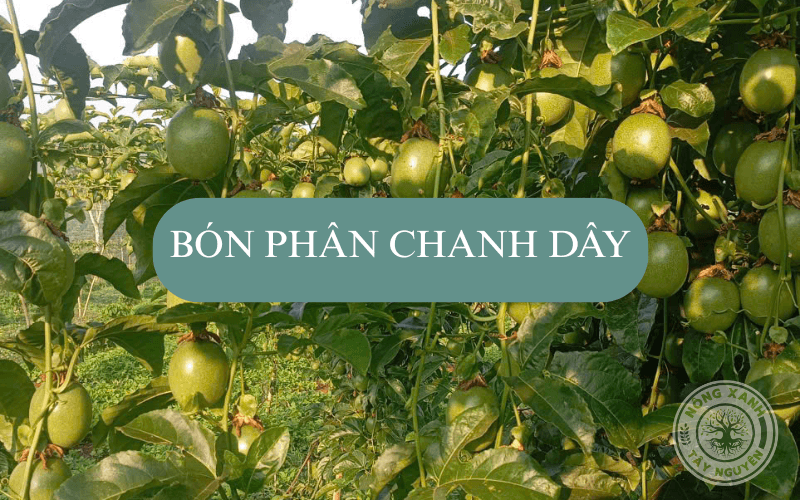 Bón phân chanh dây