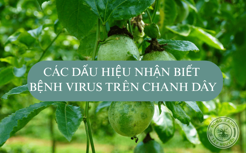 Các dấu hiệu nhận biết bệnh do virus