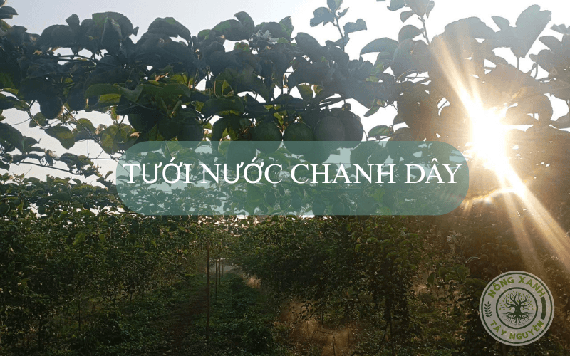 Tưới nước chanh dây và những vấn đề liên quan đến nước