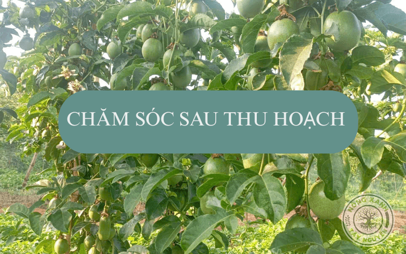 Chăm sóc sau thu hoạch chanh dây