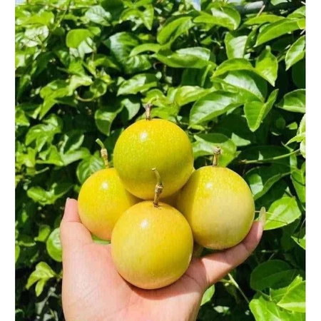 Chanh dây vàng mật ong