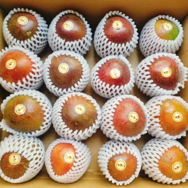 Chanh tím Nông Xanh Tây Nguyên
