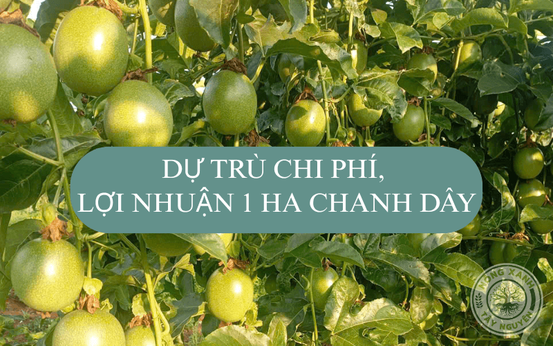 Dự trù chi phí và lợi nhuận trồng 1 ha chanh dây