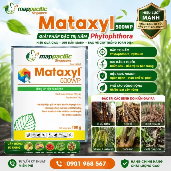 Mataxyl 500WP – Giải pháp đặc trị nấm Phytophthora hiệu quả