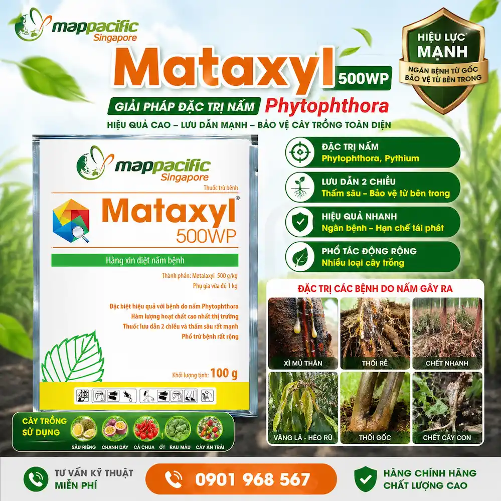 Mataxyl 500WP – Giải pháp đặc trị nấm Phytophthora hiệu quả