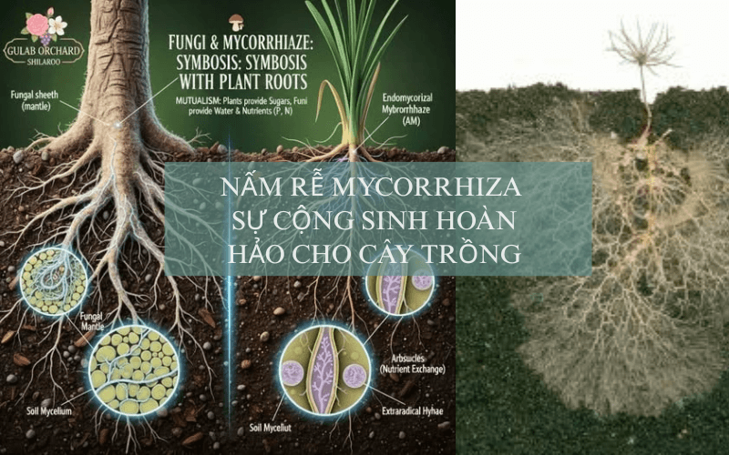 Nấm rễ, sự cộng sinh hoàn hảo cho cây