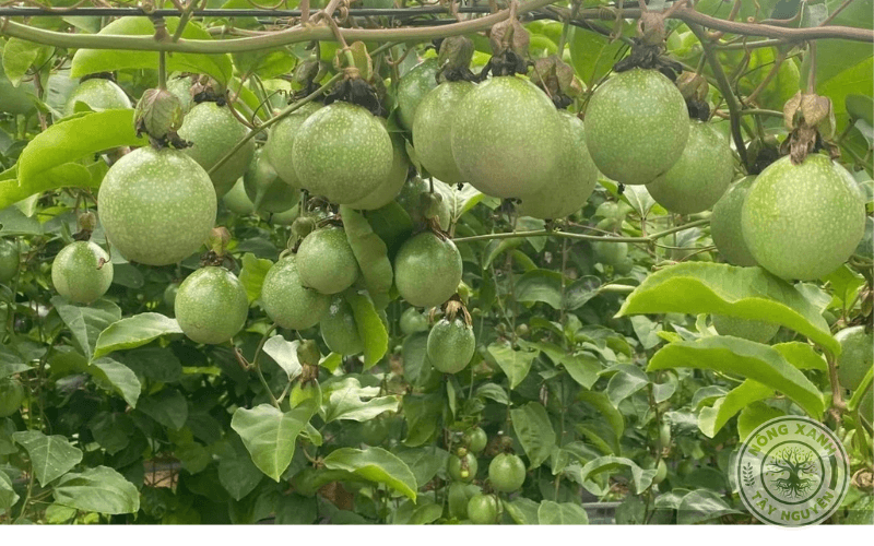 Kỹ thuật trồng chanh dây (chanh leo)