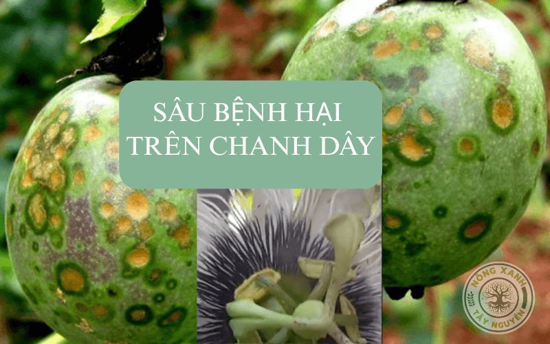 Sâu bệnh hại trên chanh dây