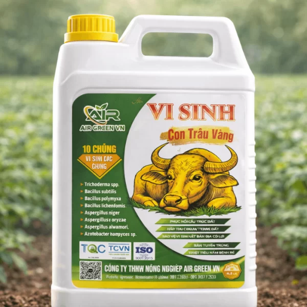 Vi sinh con trâu vàng