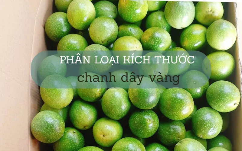 Phân loại kích thước chanh vàng